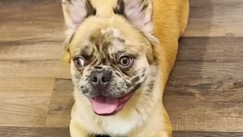 Ultimate Doggo Fails Compilation: Hilarious Moments That Will Make You LOL!