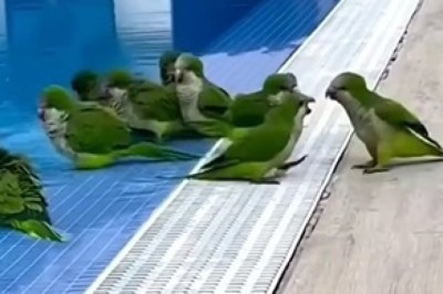 45 Hilarious Funny Videos That Will Make You LOL All Day Long!