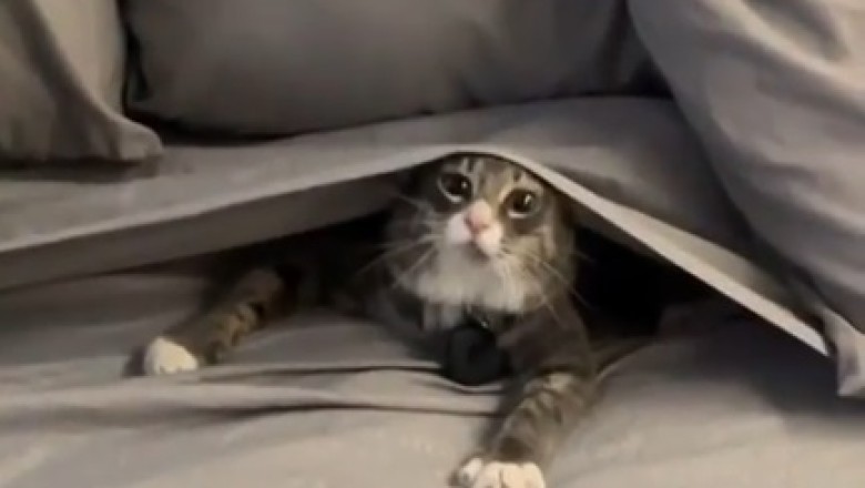 Adorable Surprise: You Won't Believe What We Found Under the Straw!