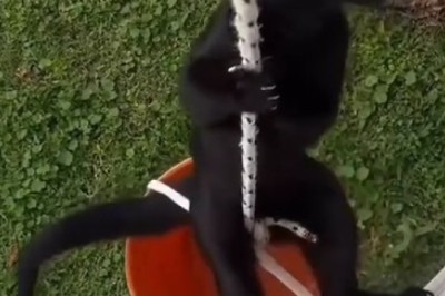 Climbing for Cats: The Ultimate Cat Gym Revolutionizing Feline Fitness!