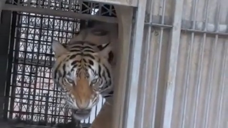 Heartwarming Journey: Young Tiger Overcomes Gait Problems!