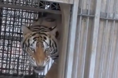 Heartwarming Journey: Young Tiger Overcomes Gait Problems!