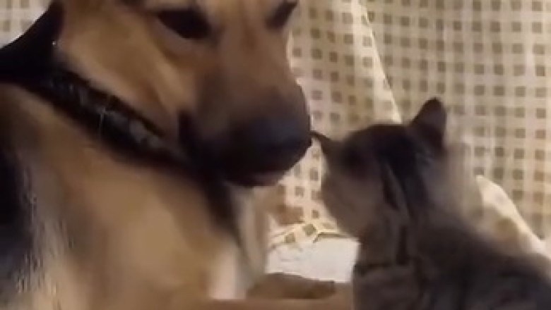 Must-See: The Most Hilarious Pet Fails That Will Leave You in Stitches!