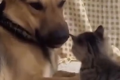 Must-See: The Most Hilarious Pet Fails That Will Leave You in Stitches!