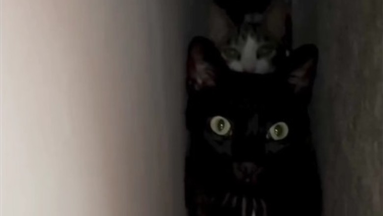 Unbelievable Cat Moments That Will Make You Laugh Out Loud!