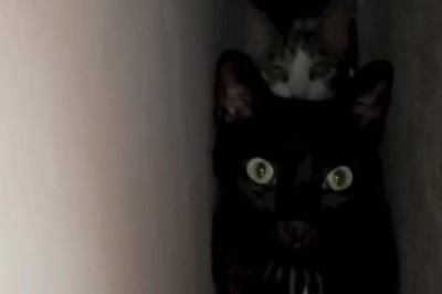 Unbelievable Cat Moments That Will Make You Laugh Out Loud!