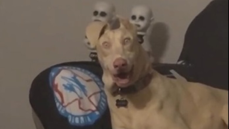 Unbelievable Pet Fails: Watch These Hilarious Moments That Will Make You LOL!