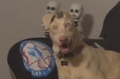 Unbelievable Pet Fails: Watch These Hilarious Moments That Will Make You LOL!