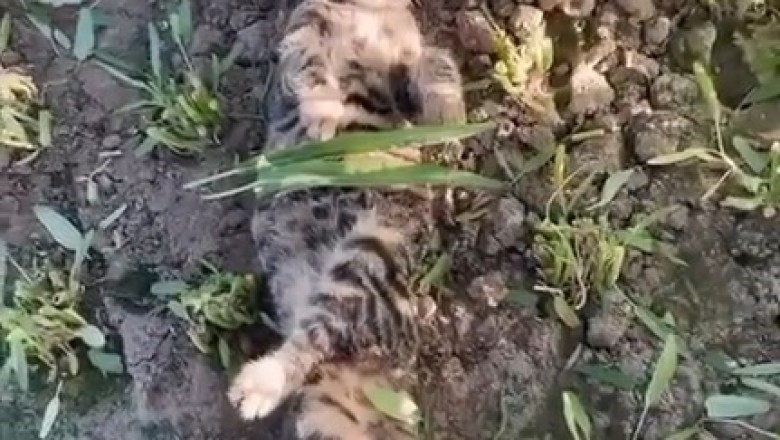 Unbelievable Survival: Watch This Cat Snack on a Jerboa!