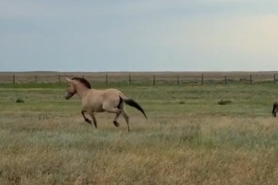 Unbelievable: Wild Horses Make a Stunning Comeback to Their Homeland!