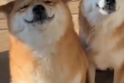 Unleash the Fun: 10 Hilarious Ways to Entertain Your Dog!