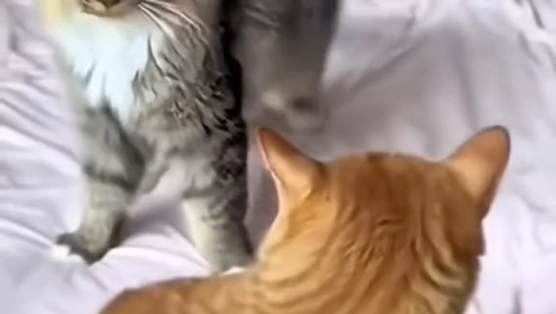 Watch These Cats Taking on the World: Epic Fails and Hilarious Beatings!