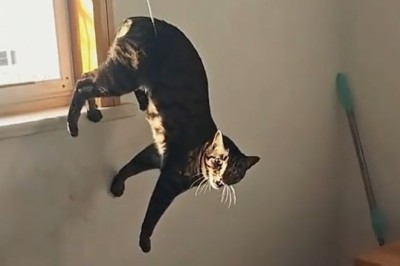 Adventures of Tawaqi and Laklui: The Cat Duo Taking the Internet by Storm!