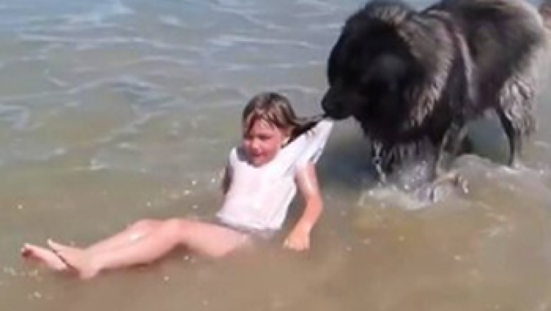 Heroic Dog Becomes Little Girl’s Lifeguard at the Beach!
