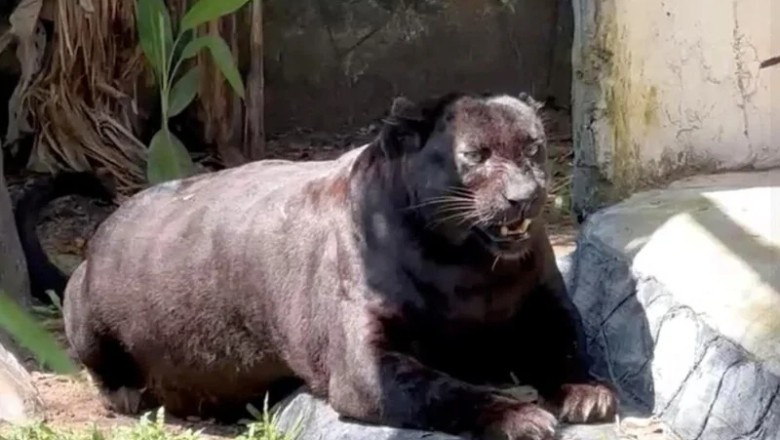 Meet Apoh: The "Seal-Like" Leopard Captivating Hearts at Selangor Zoo