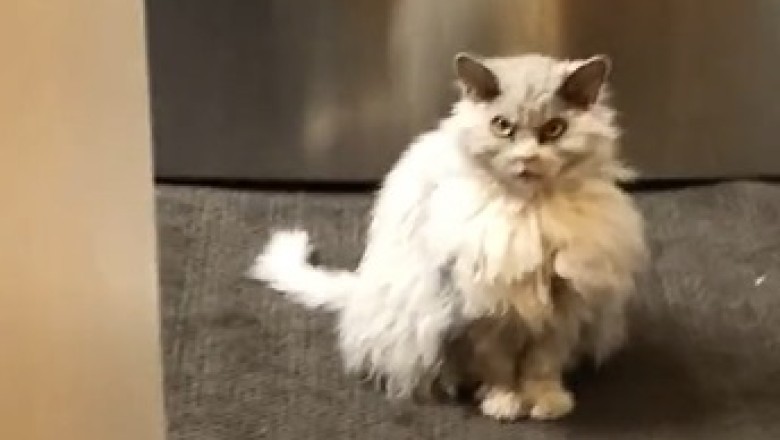 Meet the Sassy Senior: Hilarious Adventures of Our Old Cat!