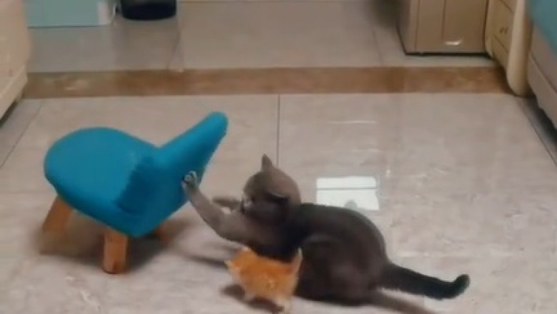 When Your Cat Wants to Eat: The Hilarious Struggles of a Feline Foodie!