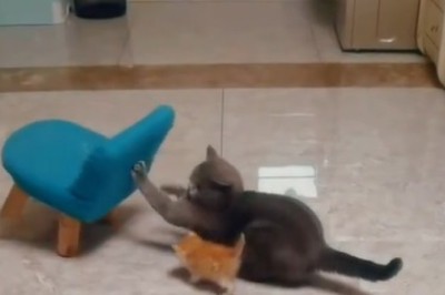 When Your Cat Wants to Eat: The Hilarious Struggles of a Feline Foodie!