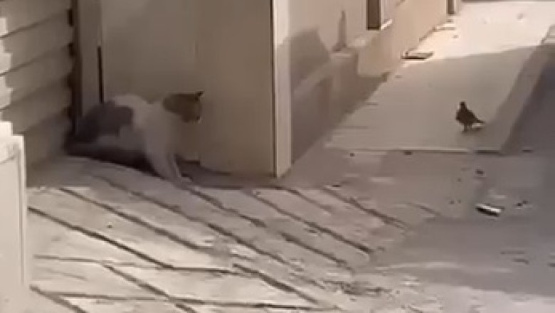 Feathered Fiasco: Cat's Hilarious Attempt to Attack a Dove!