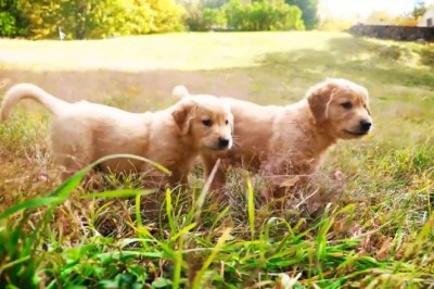 Unbelievable Dog Fails That Will Make You Laugh Out Loud!