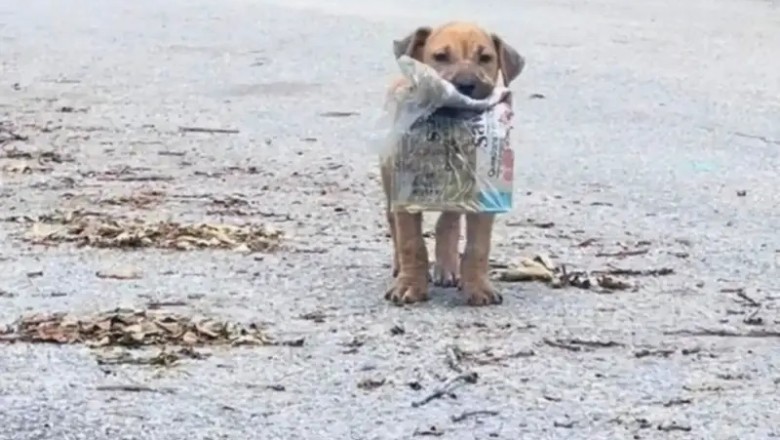 "From Streets to Security: The Heartwarming Transformation of a Stray Puppy Who Found Hope in a Damp Newspaper"