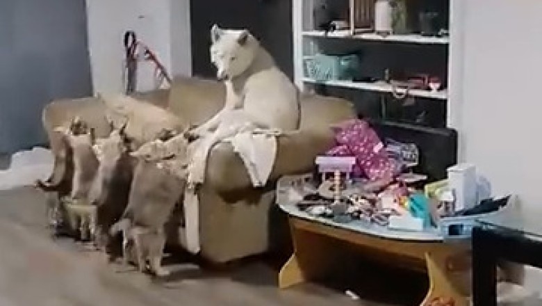 Wolf in Cat's Clothing: The Ultimate Deception!