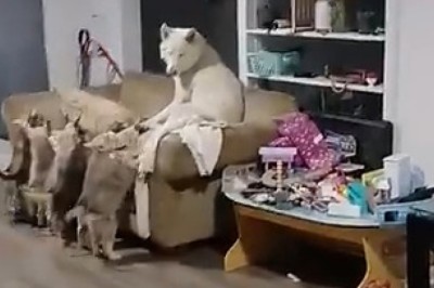 Wolf in Cat's Clothing: The Ultimate Deception!