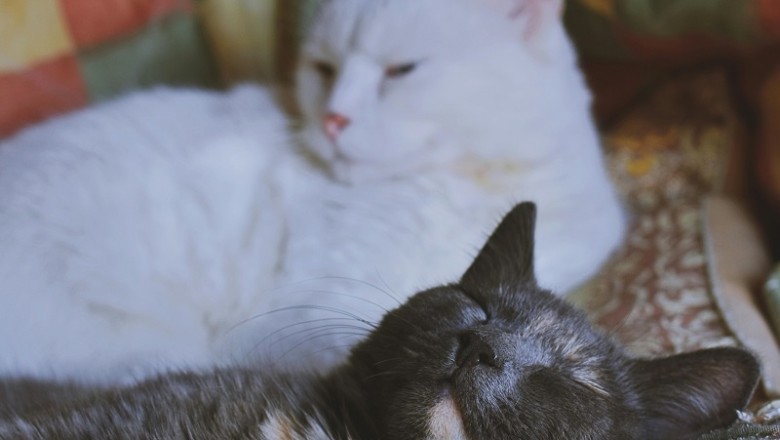 How Many Hours Do Cats Sleep in a Day? Uncovering the Secrets of Your Feline's Snooze!