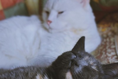 How Many Hours Do Cats Sleep in a Day? Uncovering the Secrets of Your Feline's Snooze!