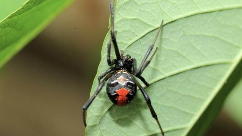 Love Bites: The Shocking Truth Behind Black Widow Spiders' Deadly Romance!