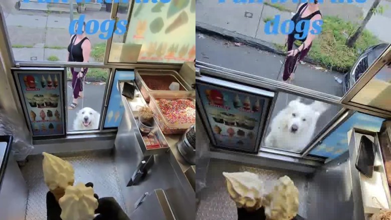 These Dogs Ordered Ice Cream Like Regular Customers 🐶🍦