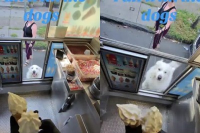 These Dogs Ordered Ice Cream Like Regular Customers πΆπ¦