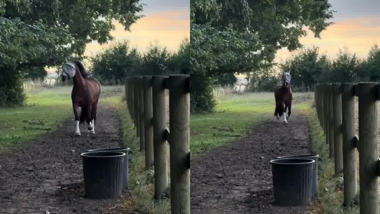 This Horse Is Training BLINDFOLDED 😳🐴