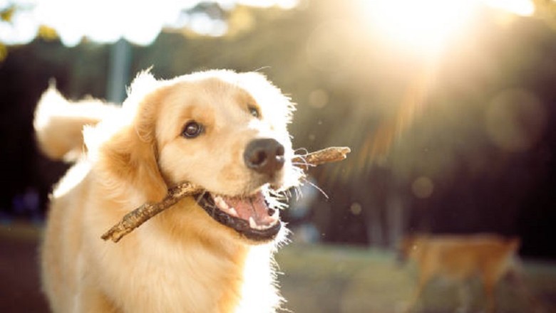 Teach Your Dog These 10 Tricks and Be the Envy of the Neighborhood!