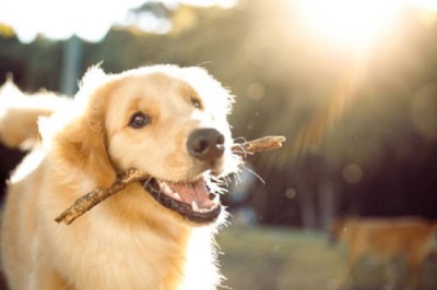 Teach Your Dog These 10 Tricks and Be the Envy of the Neighborhood!