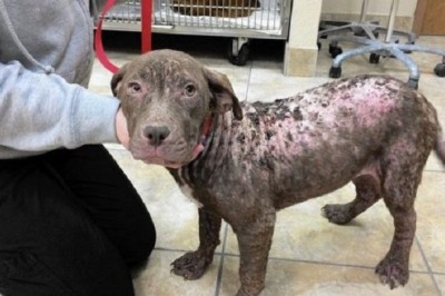 Is Your Dog Losing Fur? Discover the Hidden Causes of Alopecia and What You Can Do!