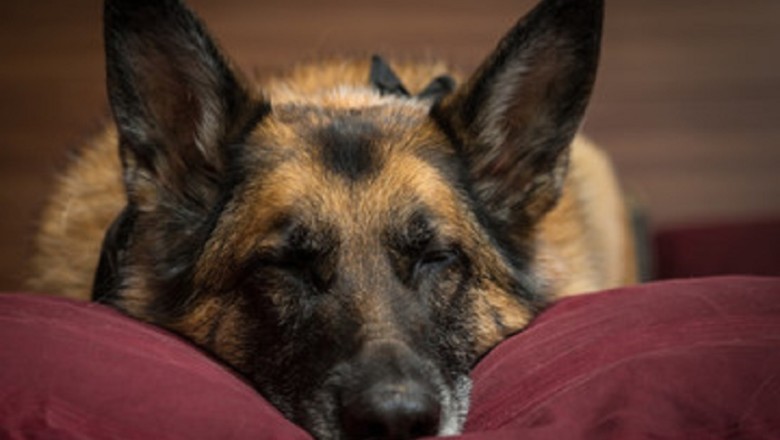 Unlock the Secrets to a Happy, Healthy German Shepherd: Essential Tips for Every Owner!