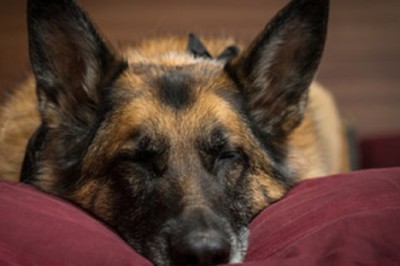 Unlock the Secrets to a Happy, Healthy German Shepherd: Essential Tips for Every Owner!