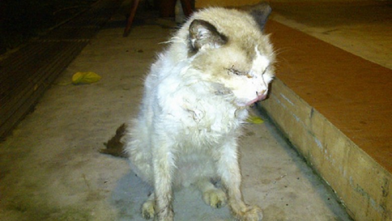 Unmasking Feline Leukemia Virus: Essential Guide to Protecting Your Cat's Health