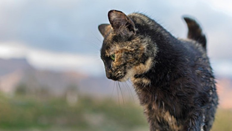 Unmasking Feline Leukemia Virus: Essential Guide to Protecting Your Cat's Health
