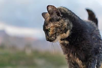 Unmasking Feline Leukemia Virus: Essential Guide to Protecting Your Cat's Health