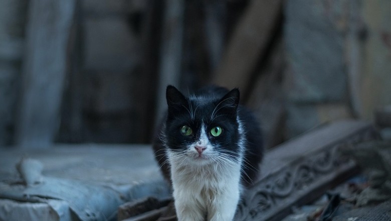 The Unseen Lives of Street Cats: A Journey Through Urban Feral Communities