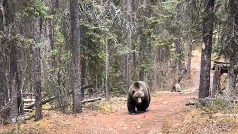 A Bear Follows a Man in the Forest – Unbelievable Encounter