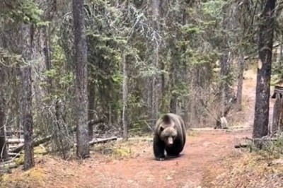 A Bear Follows a Man in the Forest – Unbelievable Encounter