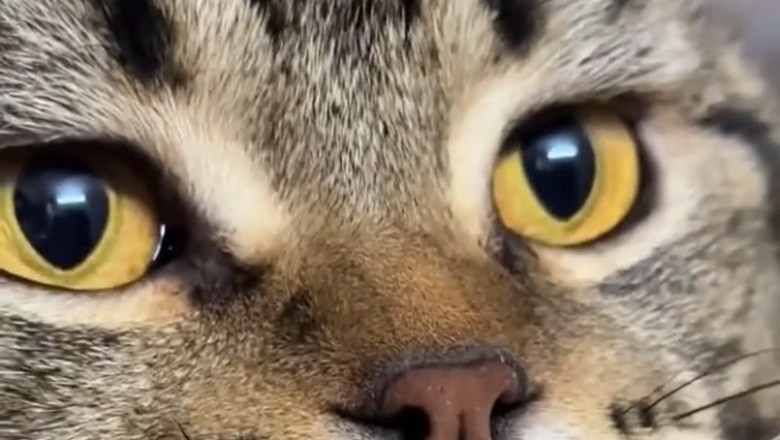 Cat Meets Bengal Tiger – Adorable &amp; Surprising Animal Encounter