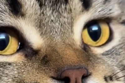 Cat Meets Bengal Tiger – Adorable & Surprising Animal Encounter