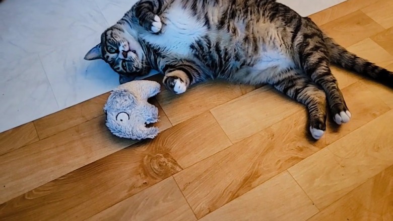 Adorable Cats Rocking Hijabs: The Cutest Fashion Show Ever!