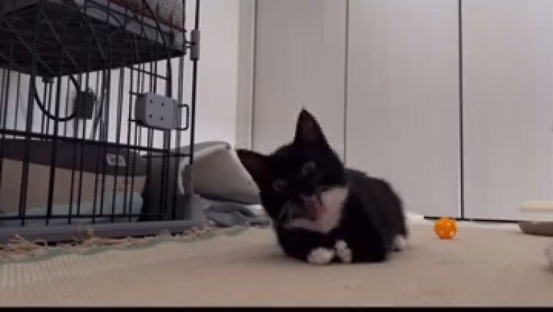 Cat vs. Bandit: The Epic Showdown You Didn’t Know You Needed!