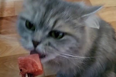 Cats Love Watermelon? Hilarious Reactions Caught on Camera!