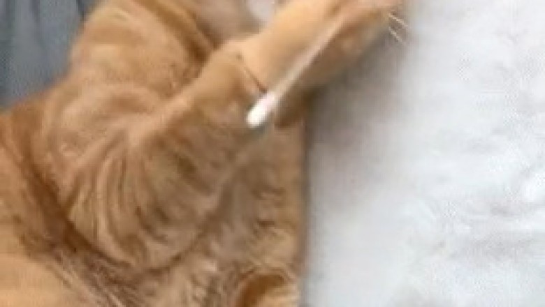 Teaching Cats to 'Smoke'? The Hilarious Glove Experiment You Won't Believe!